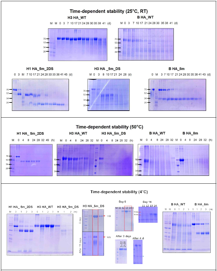 정제된 H1 HA_5m_2DS, H3 HA trimer와 monomer 안정성 비교결과. 대조군 trimer와 monomer 항원 단백질을 4, 25, 50°C에서 incubation후 시간, 일자 및 월별 SDS-PAGE 결과
