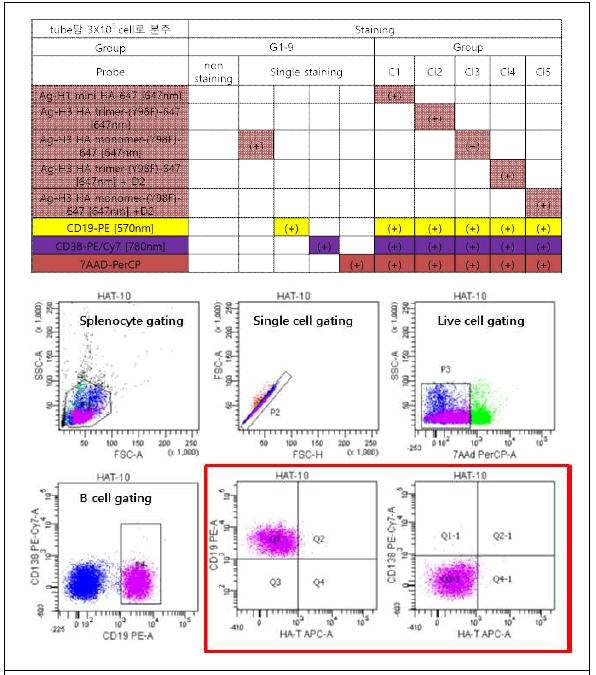 In vivo efficacy 동물실험 (X47 challenge) 혈청을 이용한 flow cytometry 항체분석 디자인 (위), cell gating (아래) 결과