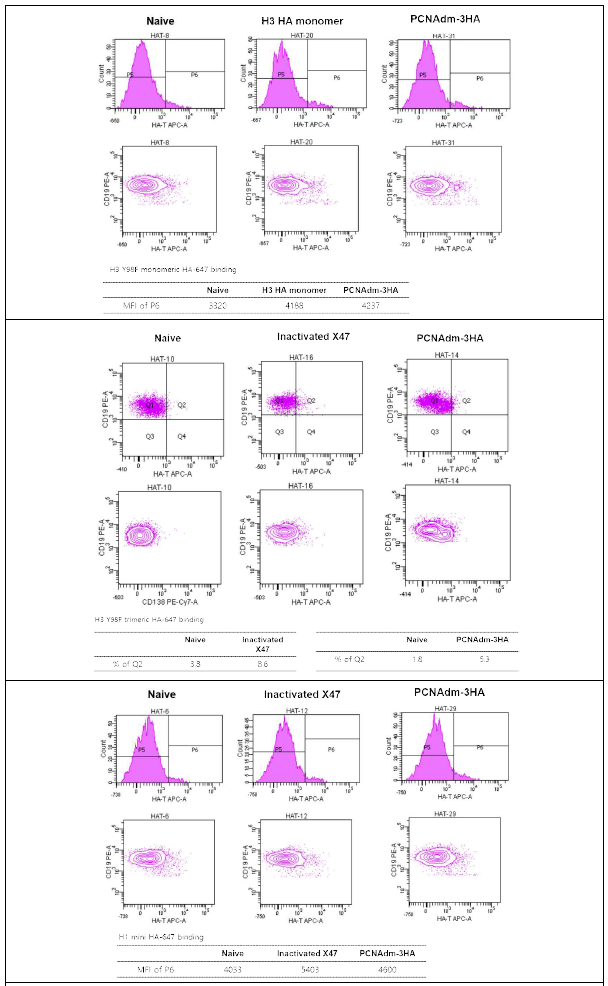 In vivo efficacy 동물실험 (X47 challenge) 혈청을 이용한 flow cytometry 항체분석 결과. HA monomer (위), trimer (가운데), mini HA (아래) 결과