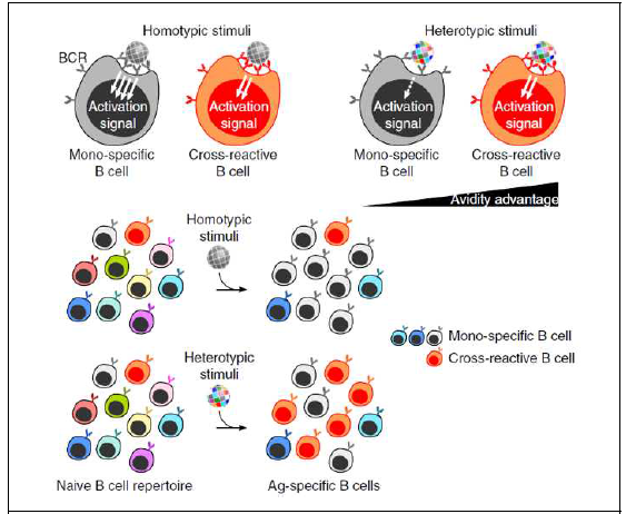 다중항원은 conserved region 특이항체를 유도하며, mosaic 방식이 admixture 방식보다 antigenic competition을 피하고, 적은 양으로 면역반응을 일으키며 neutralizing 항체 반응을 개선함 (Nat Immunol, 2019)