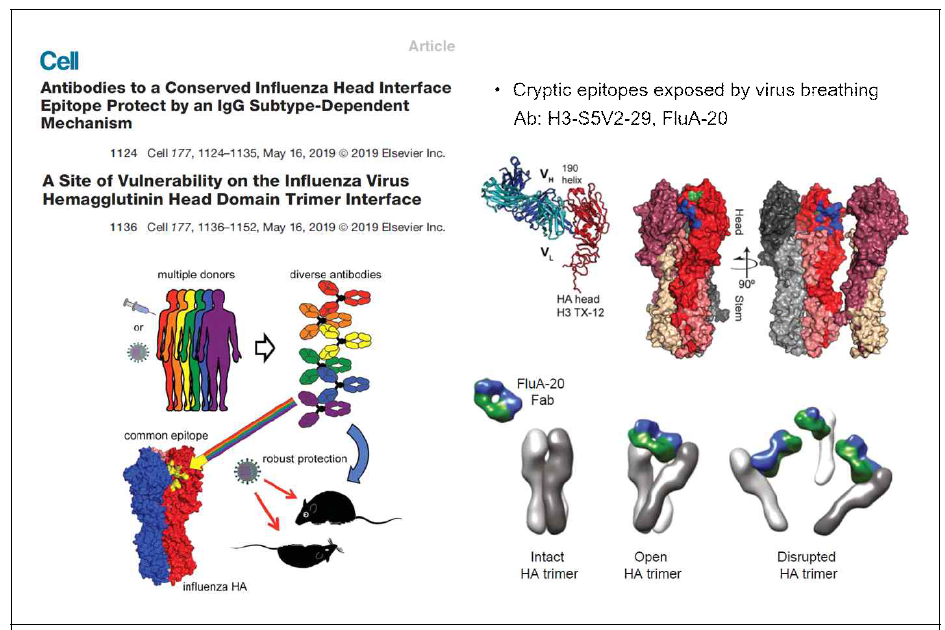 인플루엔자 바이러스 interface 항체 (Bangaru et al., 2019; Watanabe et al., 2019)