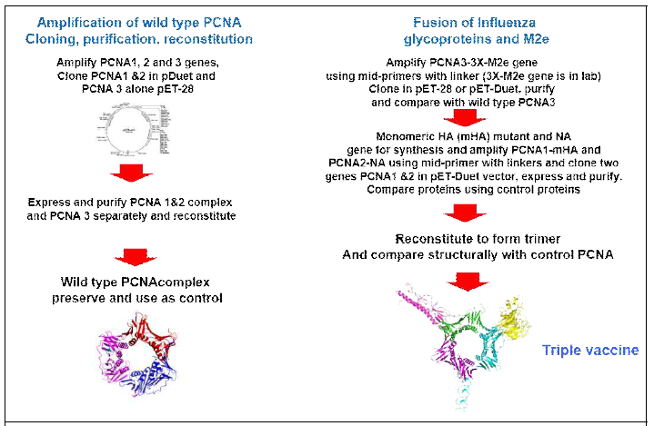 PCNA subunit 1, 2, 3에 HA, NA, M2e가 결합되는 항원 fusion cocktail의 모델