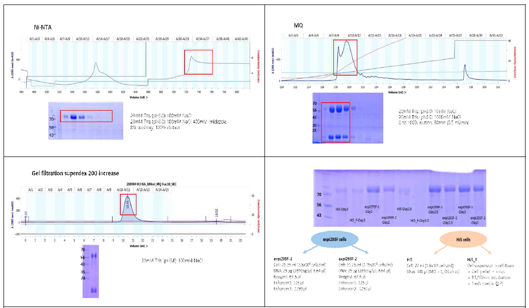 Expi293F 세포에서 발현된 H3 Gy684 trimer HA 정제 (위, 아래 왼쪽)와 Hi5 세포와 expi293F 세포에서의 발현 테스트 결과 (아래 오른쪽)