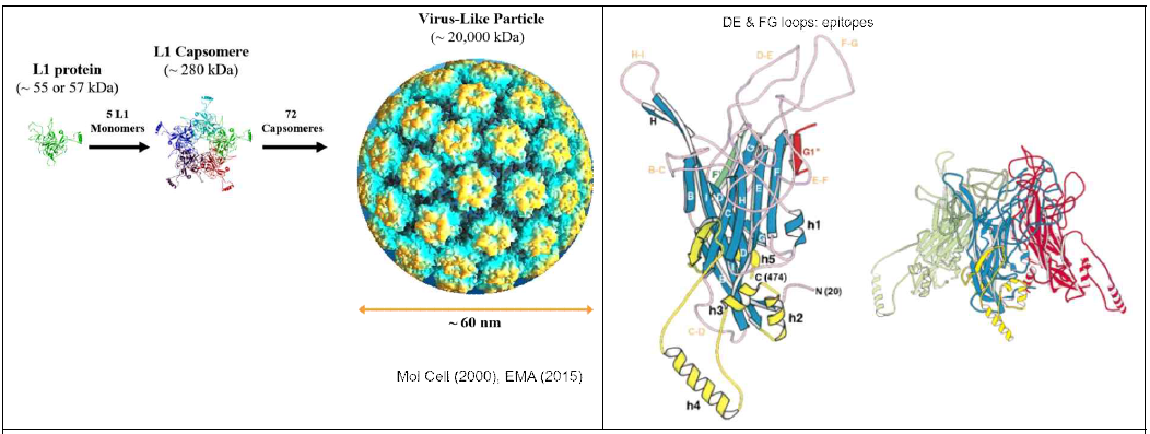 자궁경부암 바이러스의 L1 단백질의 VLP 및 monomer 형성 관계 (왼쪽)와 monomer mutation 및 modification (오른쪽)