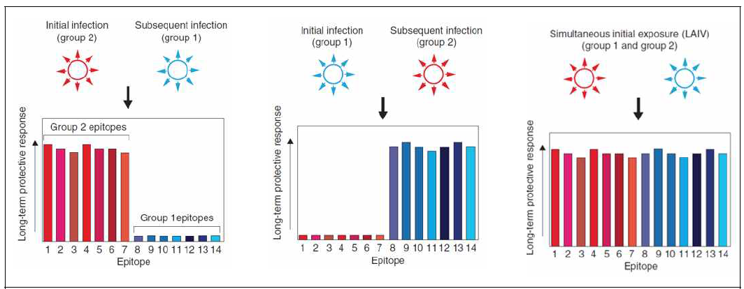 초기 감염에 따른 인플루엔자 protection 모델 (Worobey, 2020)