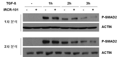 IRCR-101 처리에 의한 TGFβ signaling 억제능 분석