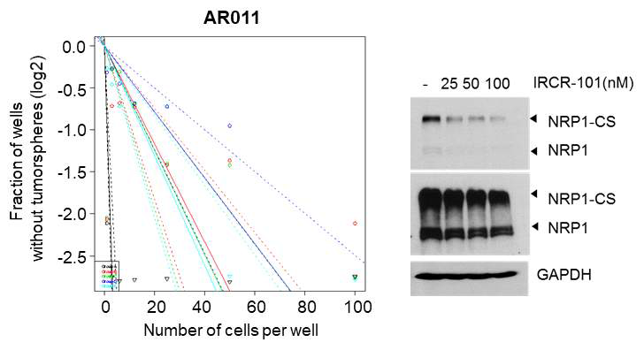 mouse neurosphere에서 IRCR-101에 의한 NRP1 degradation, LDA 분석