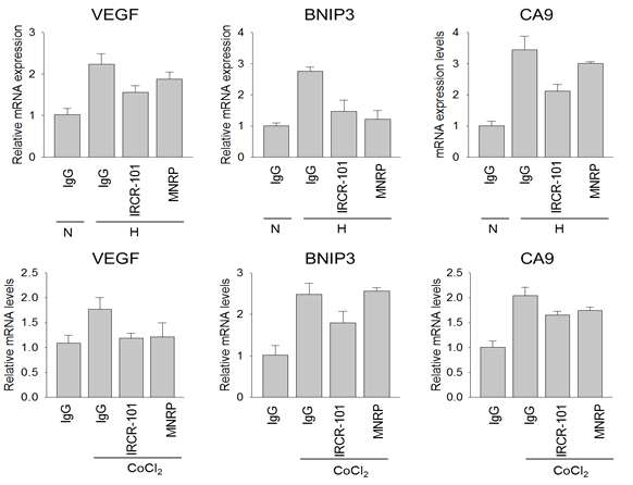 HIF target gene mRNA 발현 분석