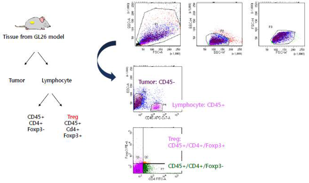 Treg 결합 분석을 위한 FACS scheme
