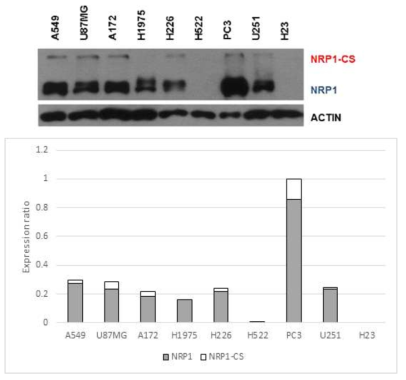 세포주 9종의 NRP1 단백질 발현(WB)