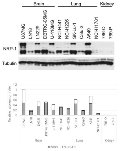 세포주의 NRP1 단백질 발현 분석 #1 (WB)