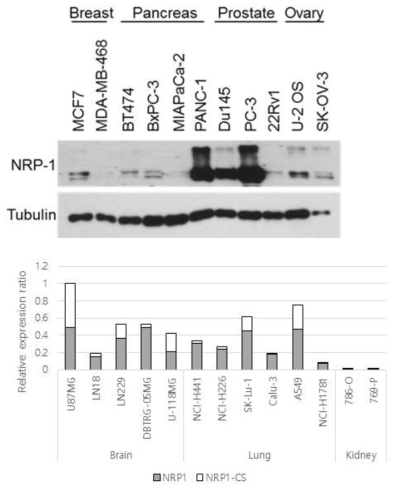 세포주의 NRP1 단백질 발현 분석 #2 (WB)