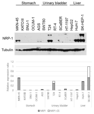 세포주의 NRP1 단백질 발현 분석 #3 (WB)