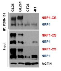 Syngeneic cell line에서 NRP1 단백질 발현 분석(WB)