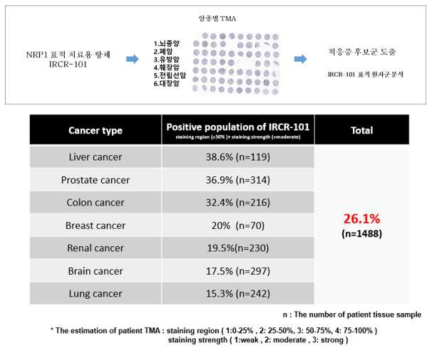 다암종 환자 TMA를 이용한 항암항체의 적응환자군 확인