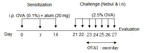 OVA Rhinitis model 모식도