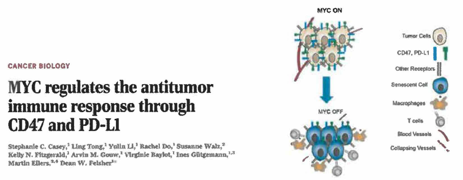 Regulation of immunological checkpoints in Myc-driven tumors (S.C. Casey et al.f Science)