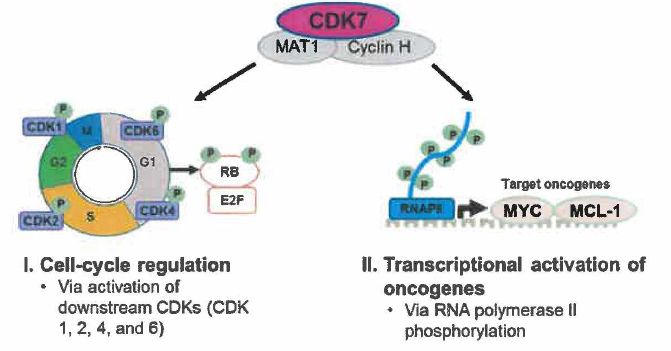 CDK7 pathway plays a key role in cancer