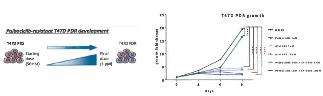 T47D PDS (palbociclib-sensitive) and PDR (palbociclib-resistant) growth analysis with pabcoclib and SY-1365 (CDK7 inhibitor)