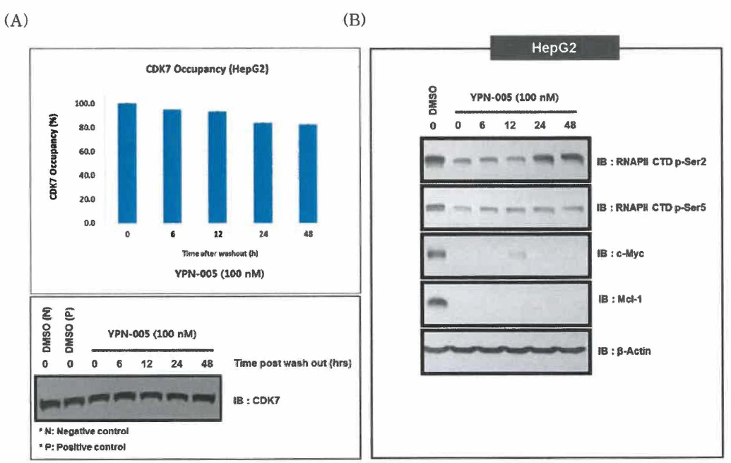 Washout study of YPN-005 (A) CDK7 occupancy assay (B) Immunoblotting analysis