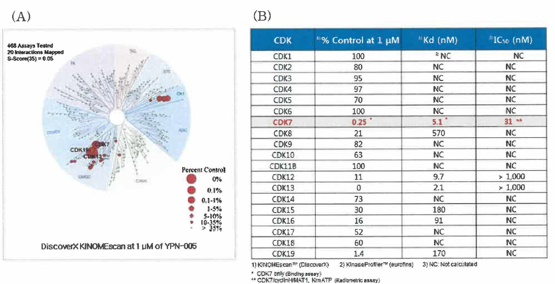 DiscoverX KINOMEscan study (Kinase selectivity assay) of YPN-005 (A) TREEspo/^TM Interaction Maps YPN-005 (B) Percent control at 1 uM, Kd, and IC50 values of YPN-005