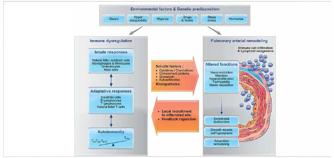 PAH예서 면역세포와 혈관내피세포 상호작용의 중요성