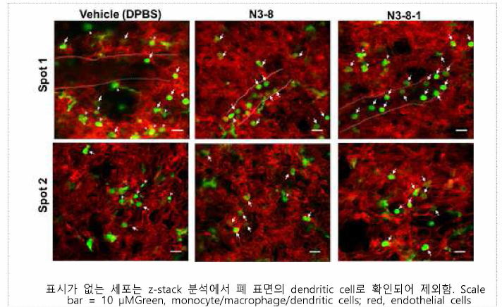 N3-8 및 N3-8-1 항체의 in vivo 세포 이동 저해 확인 (intravital imaging)