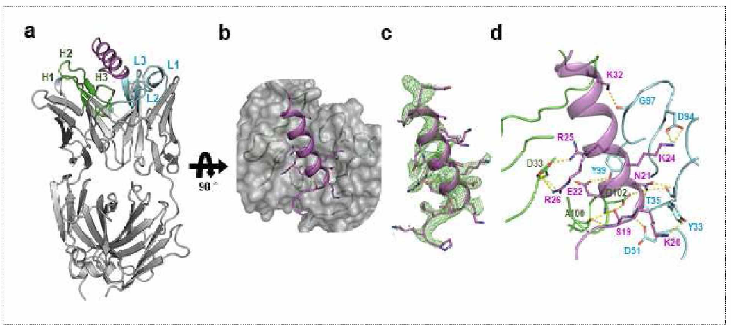 N3-8 Fab 항체와 KRS epitope peptide간의 crystal structure