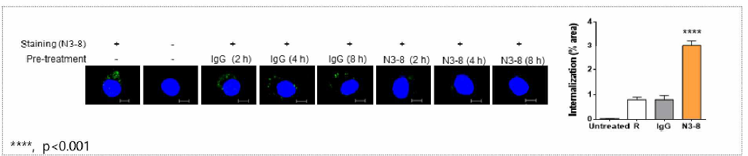 N3-8 항체에 의한 endocytosis 유도