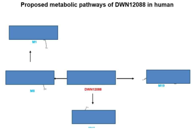 DWN12088의 human major metabolic pathway