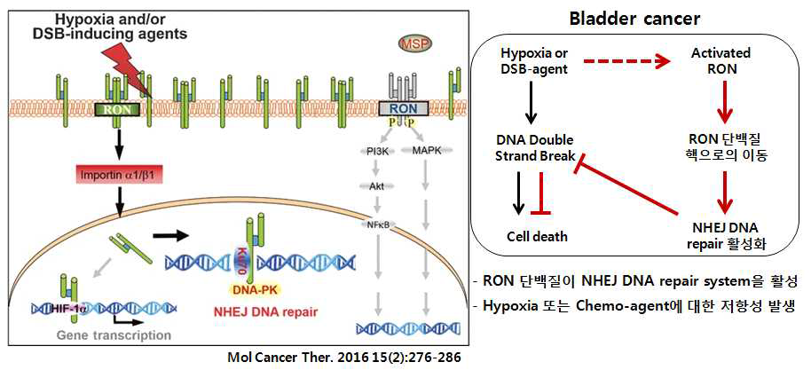 Bladder cancer에서 RON에 의한 chemoresistance 발생 기전