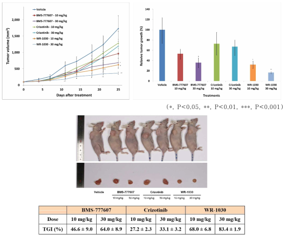 LS411N human colon cancer 세포주를 이용한 tumor xenograft model에서 WR-1030, BMS777607, Crizotinib에 대한 반응성 비교 분석