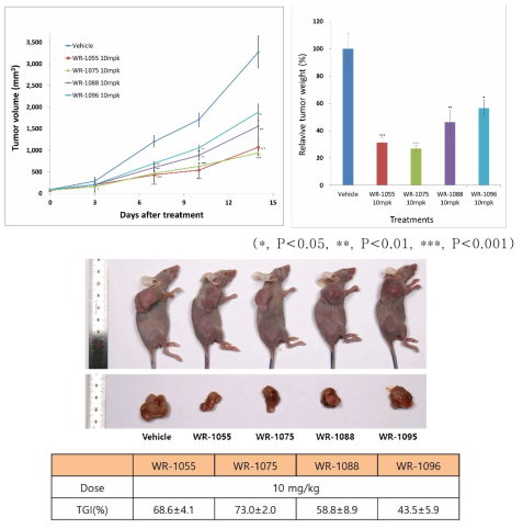 활성형 RON을 발현하는 KM12C human colon cancer 세포주를 이용한 tumor xenograft model에서 WR-1055, WR-1075, WR-1088, WR-1096에 대한 반응성 비교 분석