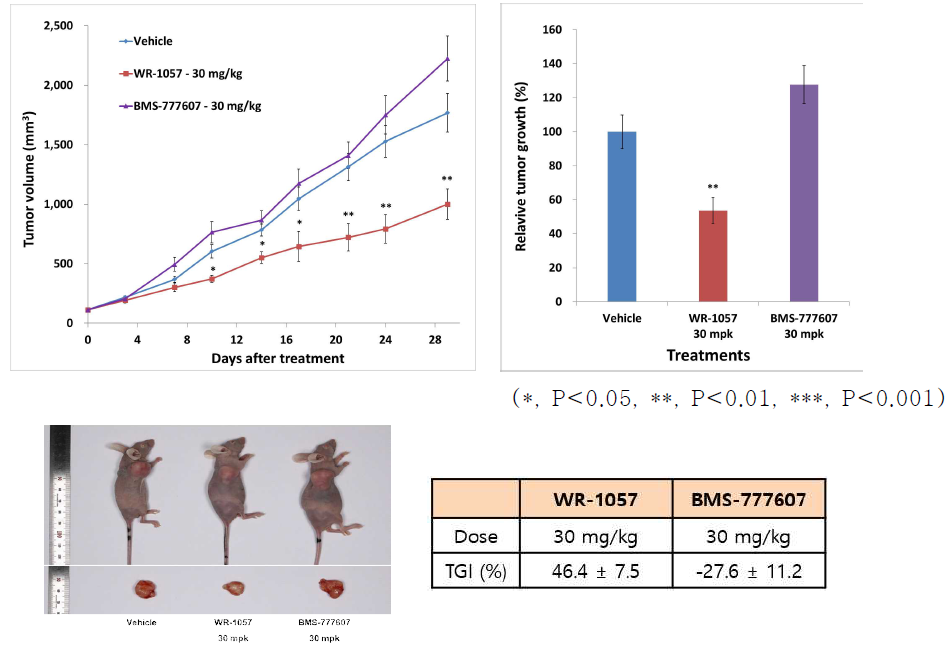 HT29 human colon cancer 세포주를 이용한 tumor xenograft model에서 WR-1057, BMS-777607에 대한 반응성 비교 분석