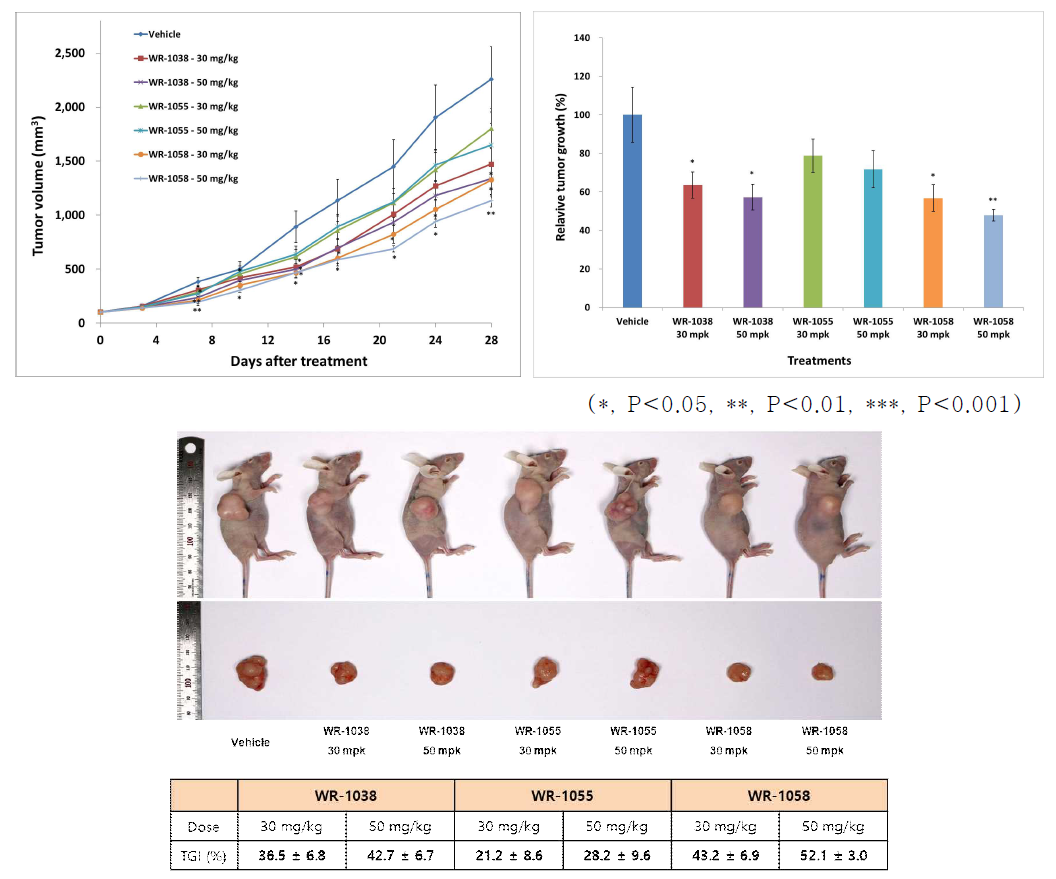 HT29 human colon cancer 세포주를 이용한 tumor xenograft model에서 WR-1038, WR-1055, WR-1058에 대한 반응성 비교 분석