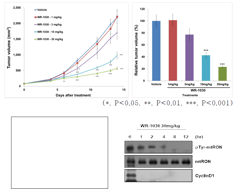 KM12C 대장암 세포주를 이용한 동물 모델에서 WR-1030 PK/PD 분석