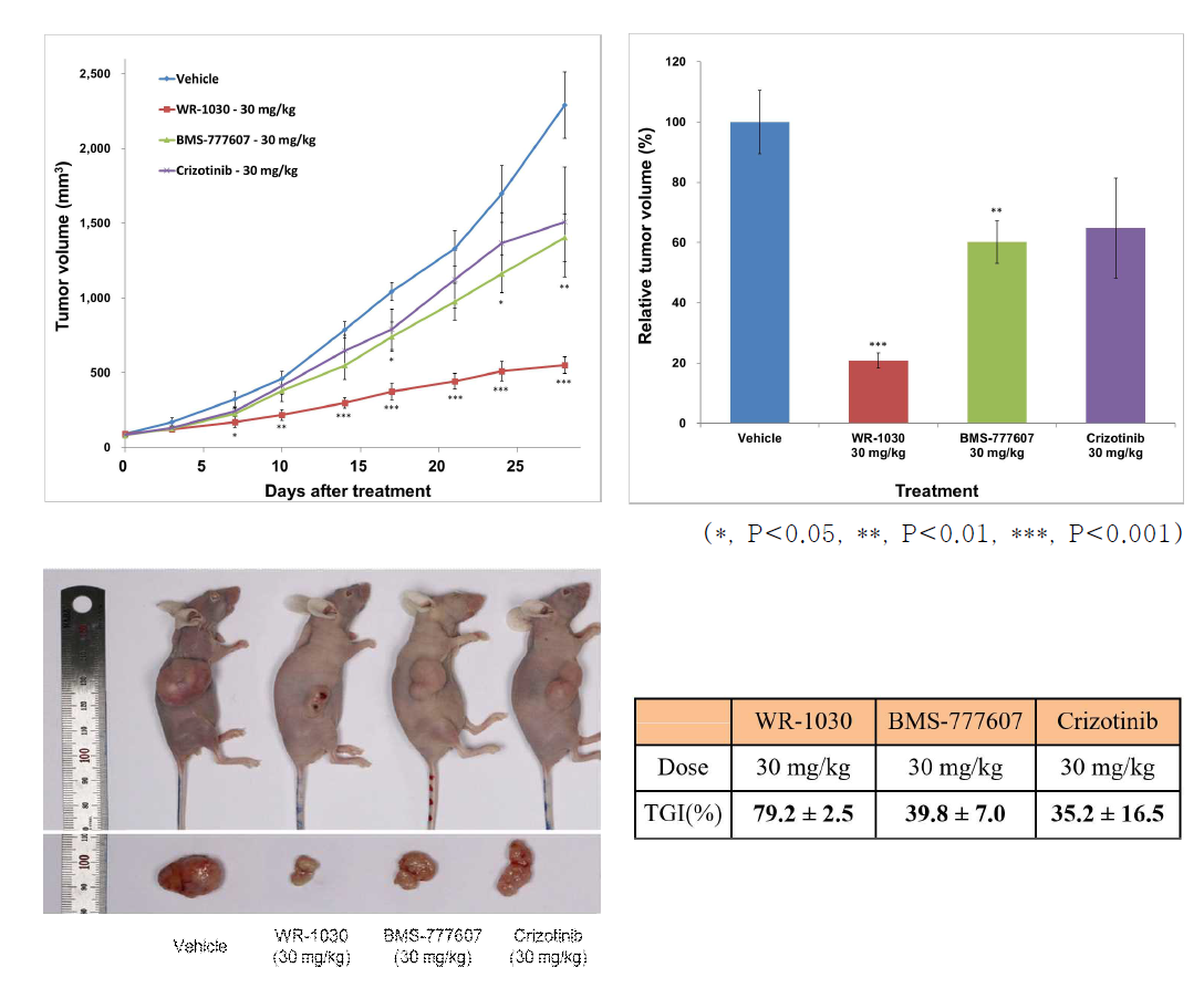 SW620 human colon cancer 세포주를 이용한 tumor xenograft model에서 WR-1030, BMS777607, Crizotinib에 대한 반응성 비교 분석