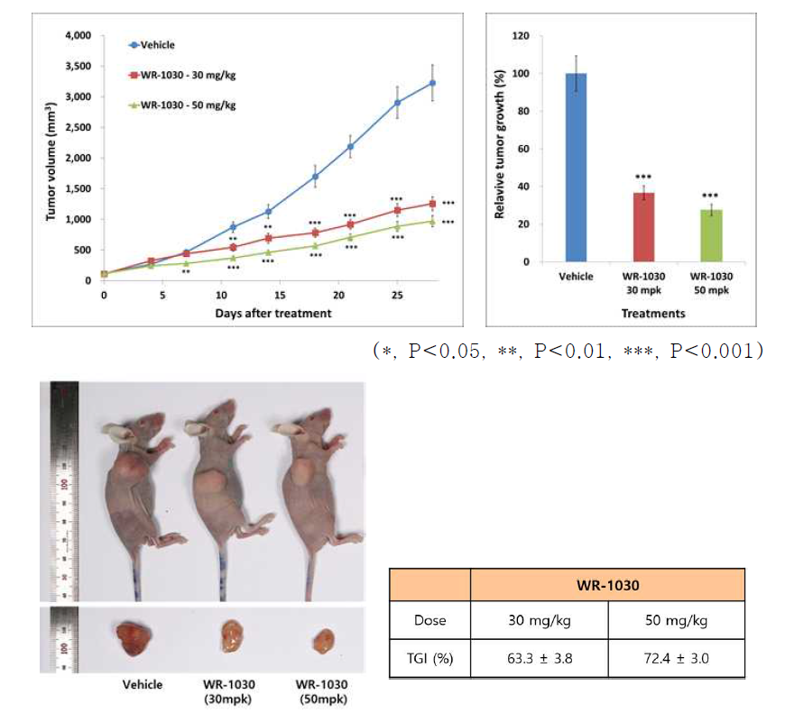 HCT15 human colon cancer 세포주를 이용한 tumor xenograft model에서 WR-1030에 대한 반응성 분석