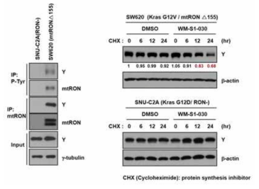 활성형 RON에 의한 Y 인산화와 WM-S1-030 처리 후에 RON 하위 시그널 Y 단백질 발현 변화 확인
