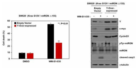 Kras mt 대장암 세포주에서 WM-S1-030에 의한 Y 단백질 감소로 인한 약물 효능 확인