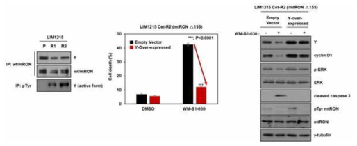 Cetuximab 2차 저항성 세포주에서 WM-S1-030 화합물에 의한 저항성 극복 기전 확인