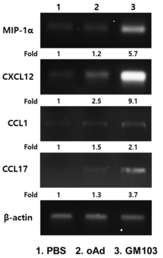 GM103의 치료유전자 IL-12에 의한 T-cell activation 매개 chemokine 증가