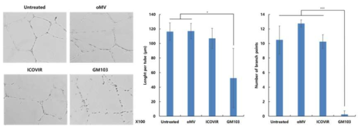 GM103과 경쟁 항암물질의 tube formation 비교