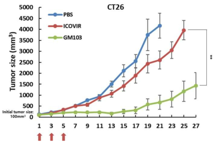 마우스 대장암 모델에서 GM103의 항종양효과 검증
