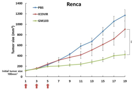 마우스 신장암 모델에서 GM103의 항종양효과 검증