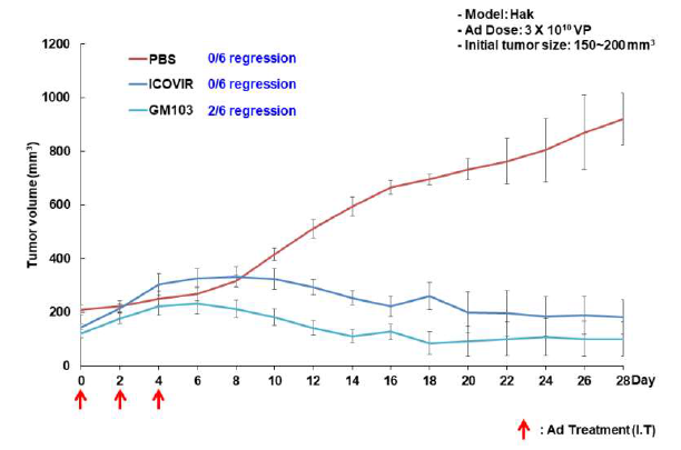 햄스터 신장암 모델에서 GM103의 항종양효과 검증