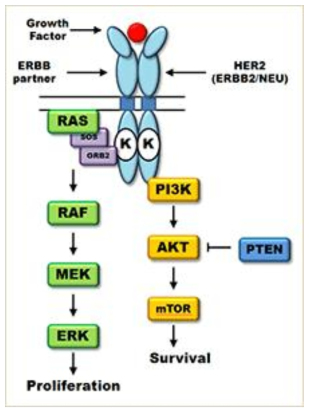HER2에 의한 세포의 생장 증식 모식도