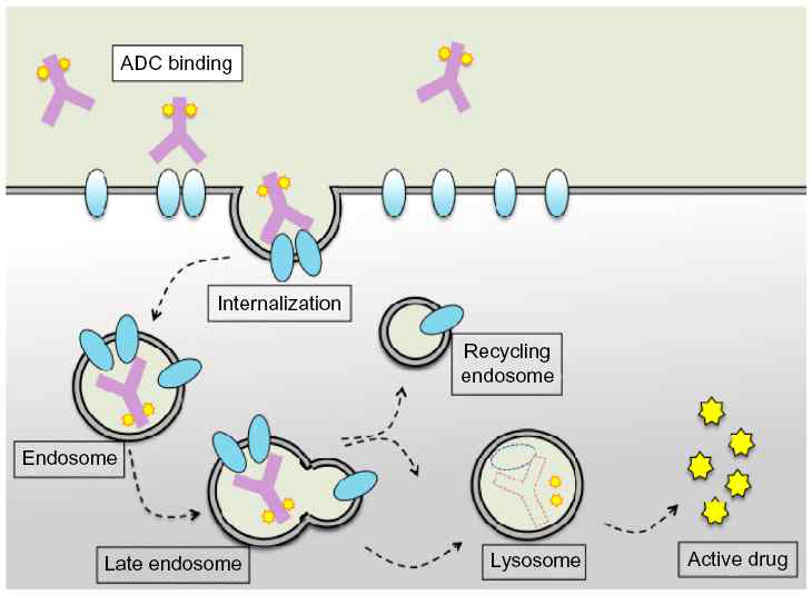 ADC (antibody-drug conjugate)의 작용기전