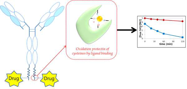 항체의 중쇄 C-말단에 cysteine을 포함하는 peptide motif를 도입한 ALT-P7의 구조 모식도