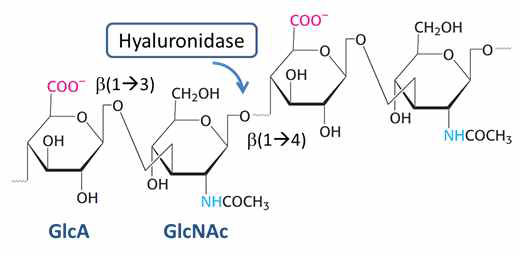 히알루론산의 구조